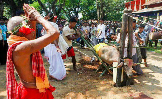 Cow slaughtering